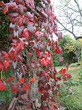 Grape ornamental autumn colour